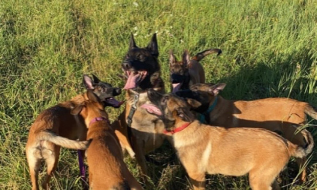 Décision judiciaire injuste : libérez mes chiens !