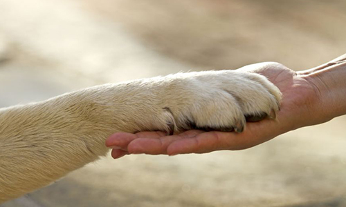 Plus de monde dans la fondation de la Lune Rousse qui aide les animaux