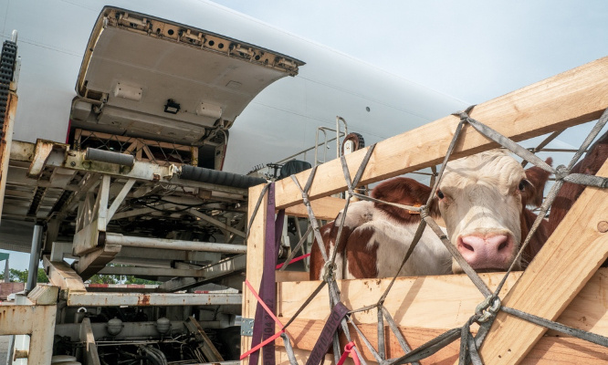 Urgent : pour l'arrêt de l'exportation des animaux d'élevage hors de l'Union Européenne !