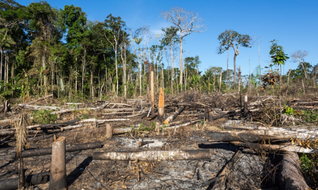 Laissez la forêt amazonienne respirer !