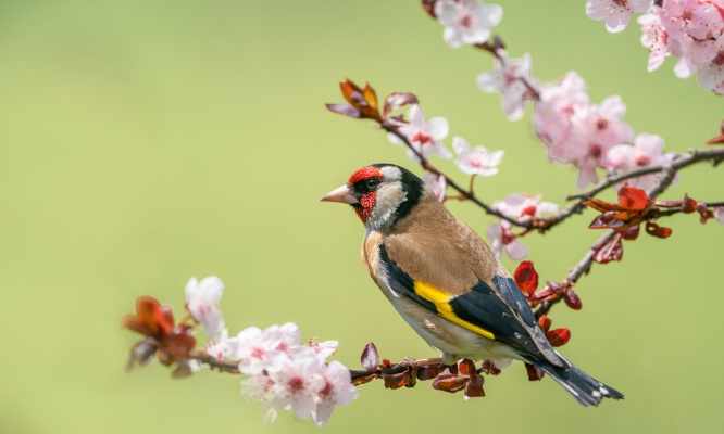 Agissons face à la disparition des oiseaux !