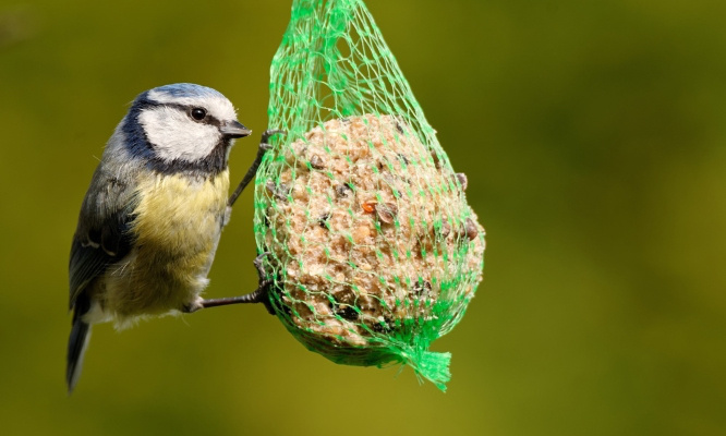 Stop aux filets autour des boules à oiseaux !