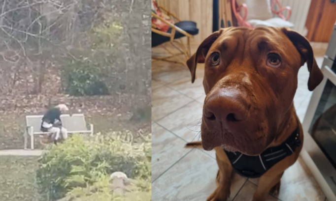 Une peine maximale pour l'homme qui a battu son chiot dans un parc !