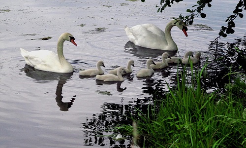Que l'on aide les animaux!
