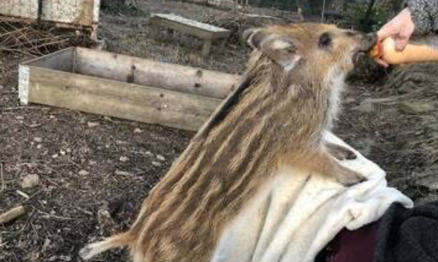 Non à l'euthanasie du marcassin sauvé par un couple !