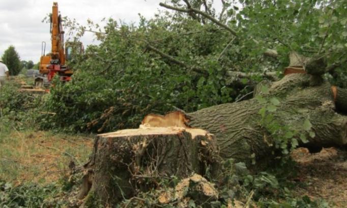 Arles, arbres centenaires coupés pour des blocs de béton, stop au massacre !