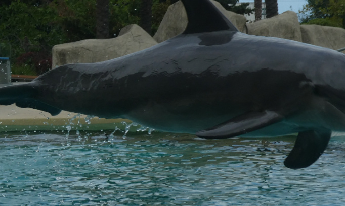 Pour la reproduction delphinarium plan&egrave;te sauvage et marineland d antibes