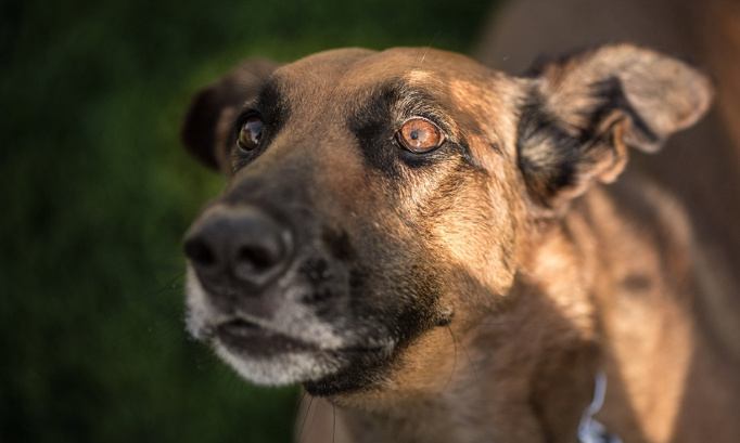 Justice pour la pauvre chienne errante tuée par un chasseur !