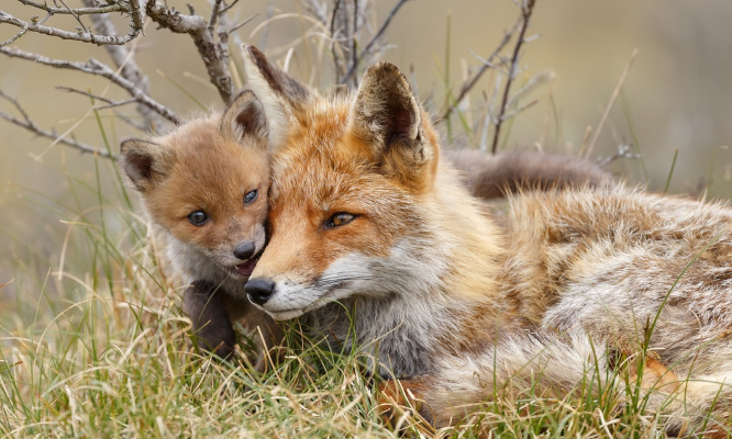 Pour dire non à la barbarie infligée aux renards !