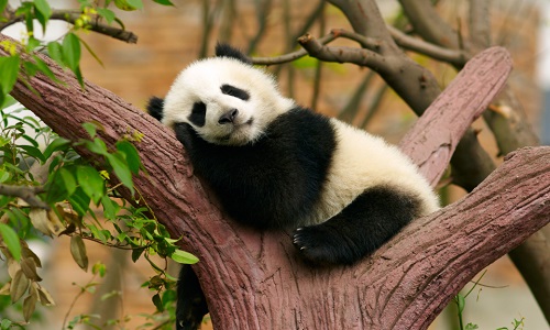 Non au massacre des pandas !