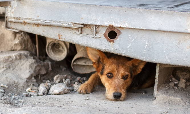 Il est urgent de venir en aide aux animaux eux aussi victimes du tremblement de terre !