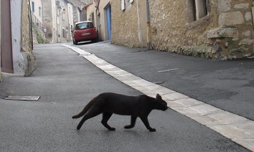 Arrêtez de laisser tuer les chats sur Générac (Gard)