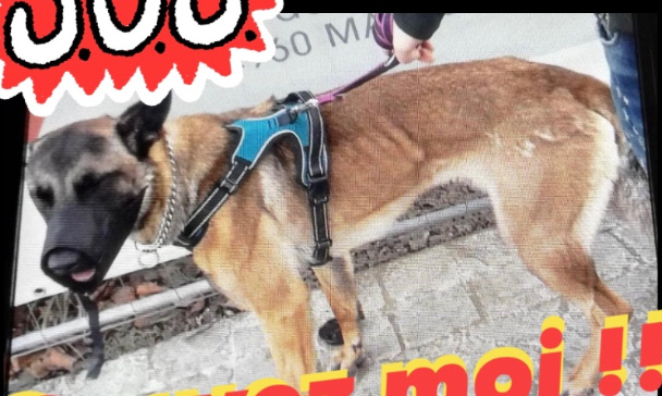 Sauvons cette pauvre malinoise d'une euthanasie abusive