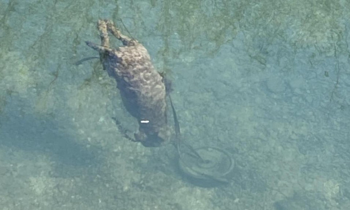 Justice pour ce chien : mort noyé, lesté au fond de l'eau !