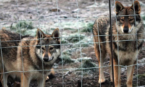 La fermeture du cirque avec les loups !