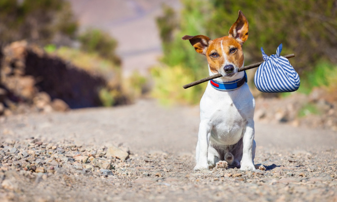 Pour que les animaux de compagnie soient acceptés dans les locations saisonnières