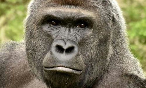 Sanction pour la tuerie du gorille !