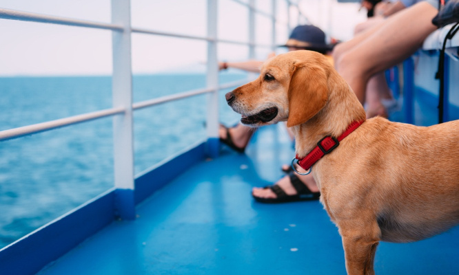 Pour que les bateaux de croisières acceptent les animaux à bord !