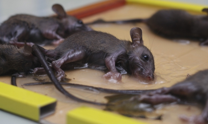 Stop à la vente de pièges à colle interdits par le Code wallon du Bien-être animal !