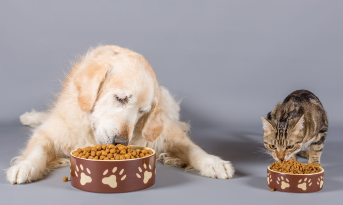 Pour une baisse de la TVA à 5,5 % sur l'alimentation destinée aux animaux de compagnie