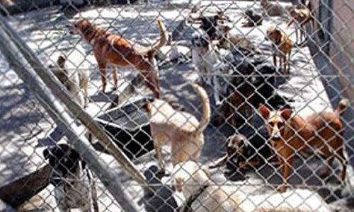 Sauvons les animaux de compagnie de Mayotte