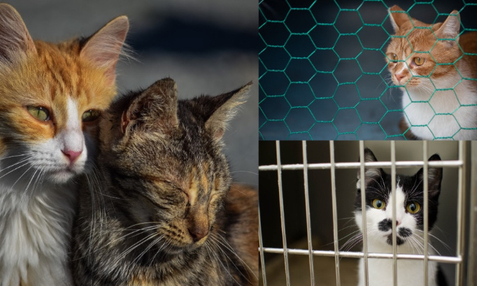 Interdisons l'euthanasie de l'animal sociable !