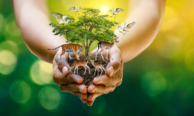 Il est urgent de protéger la vie sauvage !