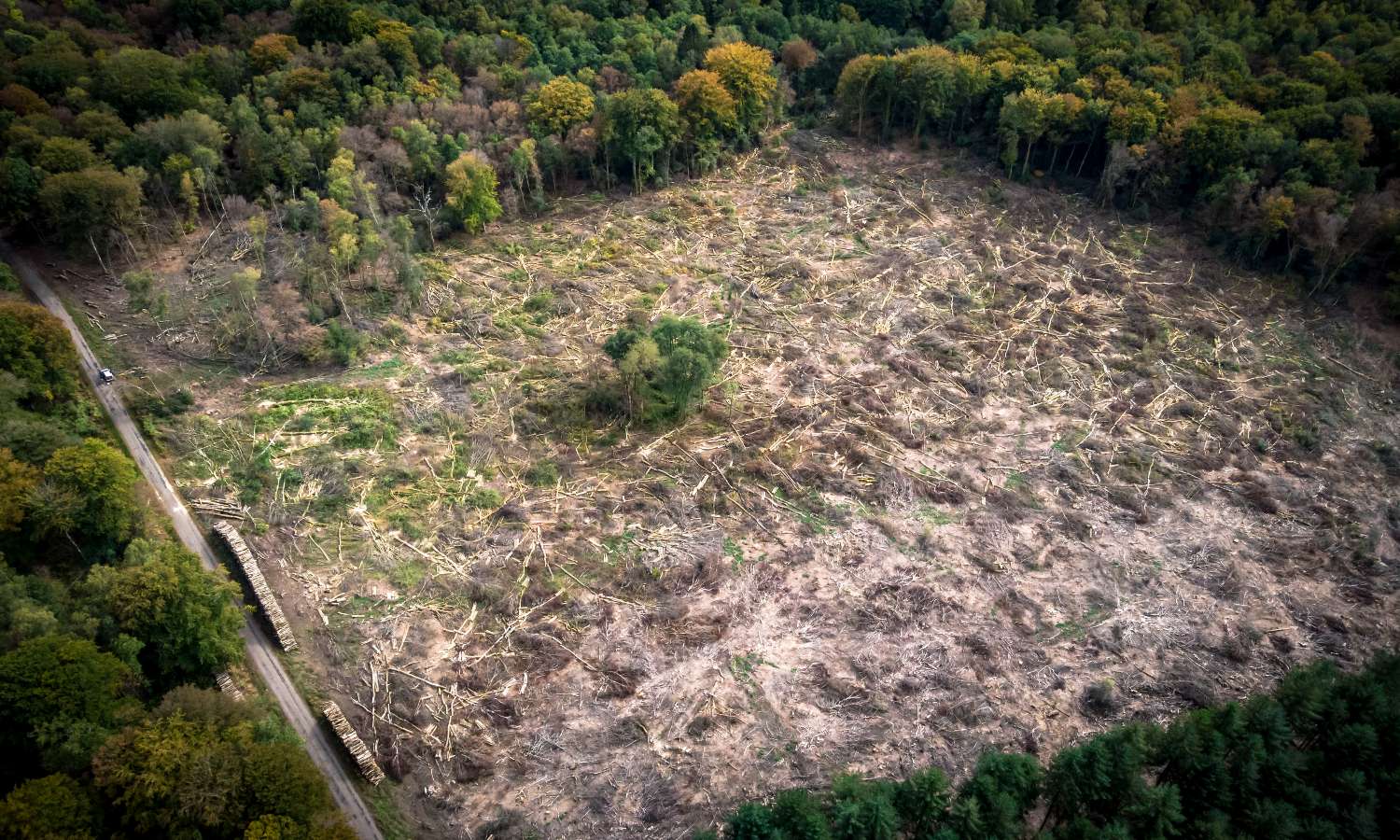 Pour un label qui protège vraiment les forêts