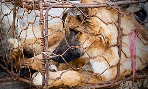 Sauvons les chiens de Chine du massacre !
