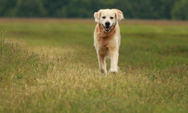 Plus d'aires de jeux clôturées pour nos chiens !