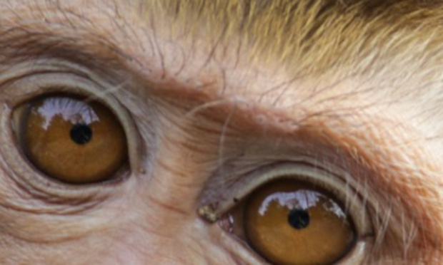 Pour que les laboratoires pharmaceutiques participent financièrement à la fin de vie des animaux qu'ils exploitent