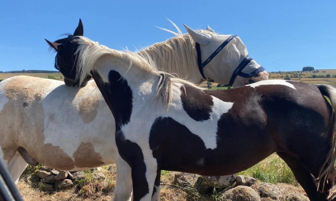 Aidez-moi à retrouver mes chevaux Galdor et Legende