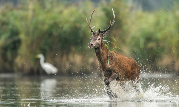Que la chasse à courre soit définitivement interdite !