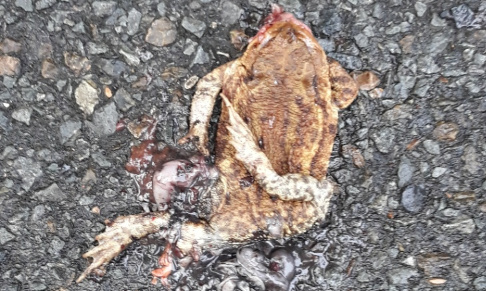 Aidez-nous à sauver les amphibiens !