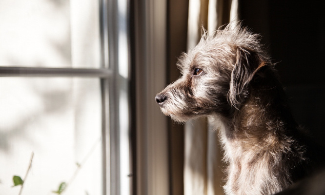 Rendons justice au pauvre chien abandonné à son sort dans un appartement
