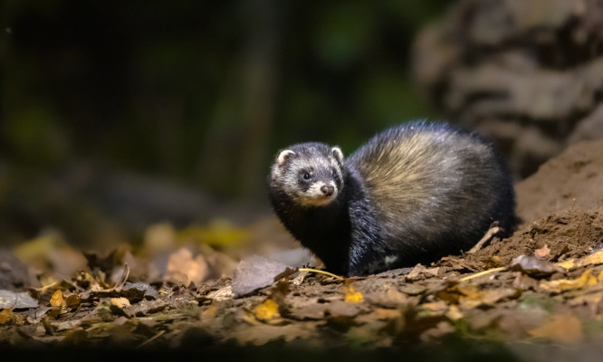 Protégeons le putois d'Europe de l'extinction !