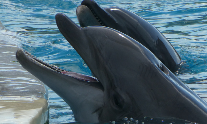 Pas de fermeture et non &agrave; la fermeture d&eacute;finitive du marineland d antibes depuis 53 ans