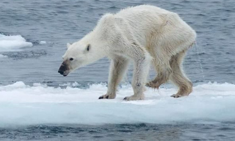 il y ai moin de polution en ver les animaux