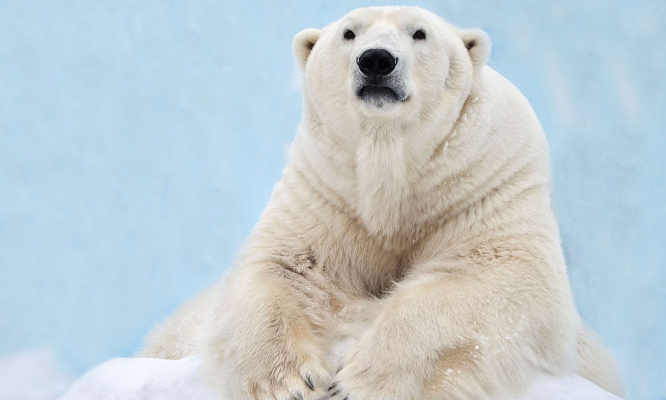 Sauvons les ours polaires : Non au Willow Project !