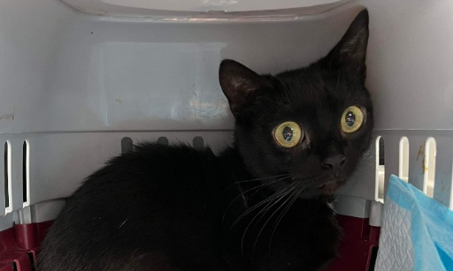 Aidez-nous à sauver ces chats d'une décision juridique absurde !