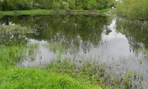 L'annulation du jugement qui  condamne ce couple à combler sa mare !