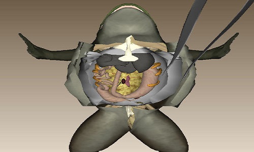 Dispense de dissection !