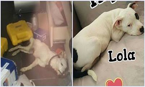 Peine maximale pour la mort de cette chienne abandonnée sans nourriture et sans eau