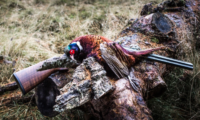 Arrêtons la chasse des faisans !