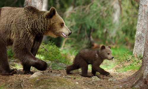 Il faut sauver l'ours Cannellito