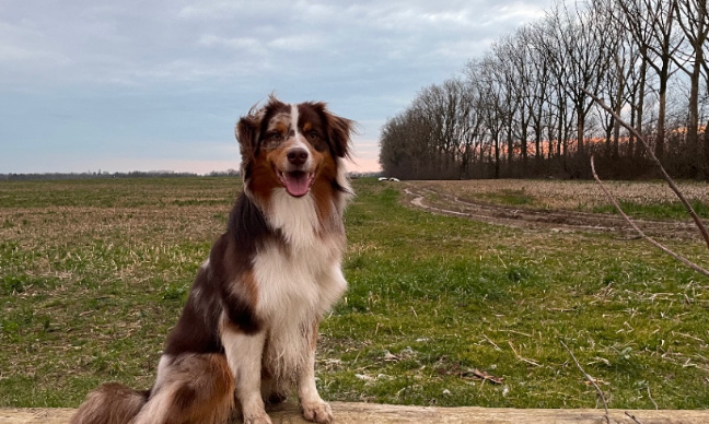 Autoriser les balades sans laisse durant certains horaires/à certains endroits à Waterloo