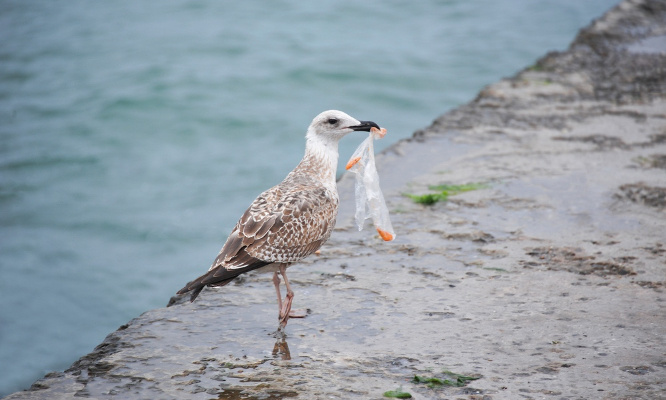 Bien être animal : stoppons la plasticose !