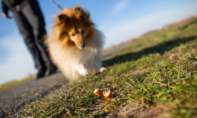 Justice pour les chiens empoisonnés au championnat de France de canicross !