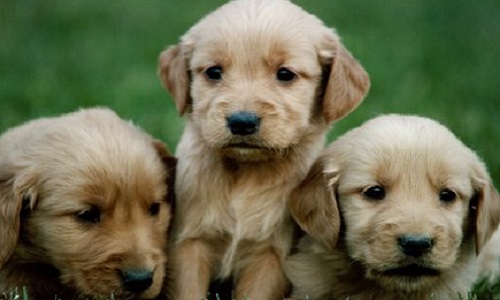 Que cesse la vente d'animaux de compagnie par des particuliers !