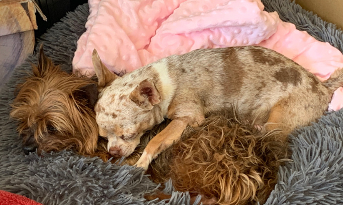 Justice pour mon petit york tué par un autre chien !